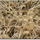 승기천 신연수역 이미지