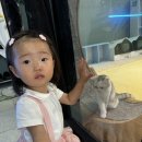 놀면묘하냥 고양이카페 이미지