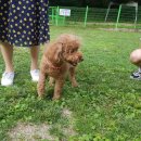 숲속애견랜드 이미지