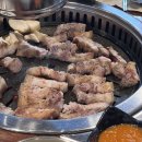 금빛한돈 이미지