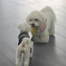 매일행복하개 이미지