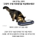 "고양이 수염 피로증"을 몰랐던 여시...? 지금 울애기 사료그릇좀 봐봐 이미지