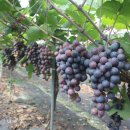 박사골농장 이미지