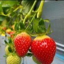 보령농장 이미지