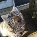 멍멍이집 이미지