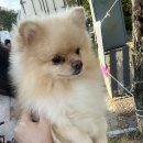 비주얼펫살롱 | 광주 양산동 애견미용 비주얼펫살롱, 포메라니안 가위컷✂️