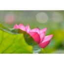 연꽃이야기 이미지