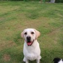 개두방정 이미지