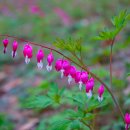 금낭화(錦囊花, Bleeding Heart) 이미지