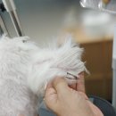 다엘 애견미용실 이미지