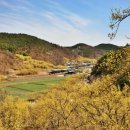 산수유 연합뉴스