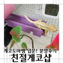 창원도마뱀 친절게코샵에서 크레스티드게코 릴리 화이트 분양후기