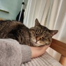 제주공항게스트하우스그린데이 이미지