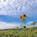 해바라기 이미지