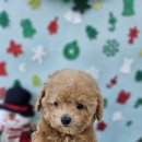 청주강아지분양 애견입양 애견미용 바른펫 이미지