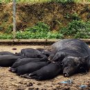 베트남 최북단 국경도시 라오까이 시골마을 이미지