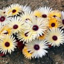 데이지(daisy) 이미지