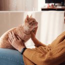 안단테 동물의료센터 이미지