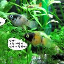 플래티 이미지