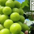 자연농수산 네이버블로그