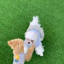 광주 애견유치원 애견호텔 플레이멍 이미지