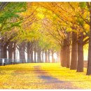 곡교천길 이미지