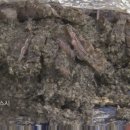 스시 도 이미지