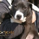 핏불 테리어 America Pit Bull Terrier 짱똘이와 불 테리어 Bull Terrier 보라랑 이미지