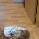 멍이랑 양이랑 이미지