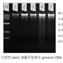엠피코리아(MP korea) 네이버블로그