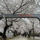성당 | 울산 작천정 벚꽃길 작천정 벚꽃 축제 후기 숨겨진 벚꽃 명소 언양성당 벚꽃 후기