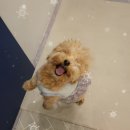 쏘스윗펫 | [호텔링추천]쏘스윗펫 애견호텔