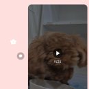 애견호텔 몽몽 이미지