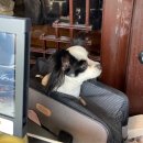 두꺼비목장 이미지