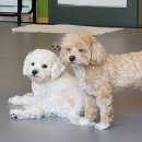 멍멍아 준비땅 이미지