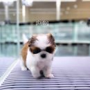 플레이독 파주본점 이미지