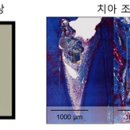 [서울대 소식] 연구 ＞ 연구성과 | 치의학대학원 김진만 교수 공동연구팀 | 옥시토신수용체를 통한 새로운 치아 재생 전략 제시 이미지