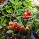 링곤베리 (Lingonberry; 월귤) 이미지