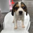 제주 헬로우펫 이미지