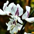 로뎀나무 이미지