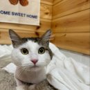 이츠펫 살롱 | 오창 고양이 미용) 무마취 고양이 미용/이츠펫 살롱✿˘◡˘✿