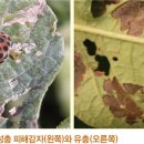 감자 - 충해(기생충) 큰점박이무당벌레(Larger Potato Lady Beetle, Henosepilachna vigintioctomaculata Moschulsky) 이미지