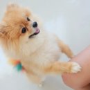 “개가 핥았을 뿐인데 사망”…상처에 ‘이 균’ 감염됐다고? 이미지