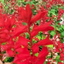 오치초교 이미지