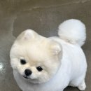 메씨엘리 이미지