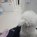 큰별동물의료원 | 큰별동물의료원 | 부산 동래 동물병원, 구토 7번에 급히 다녀왔어요