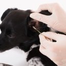 서울하이동물의료센터 이미지