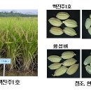 [개념판매]건강 현미 밥쌀용 쌀~ 이미지