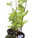 안덕면사무소 앞 이미지