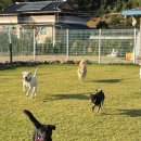 딩동댕댕 애견유치원 이미지